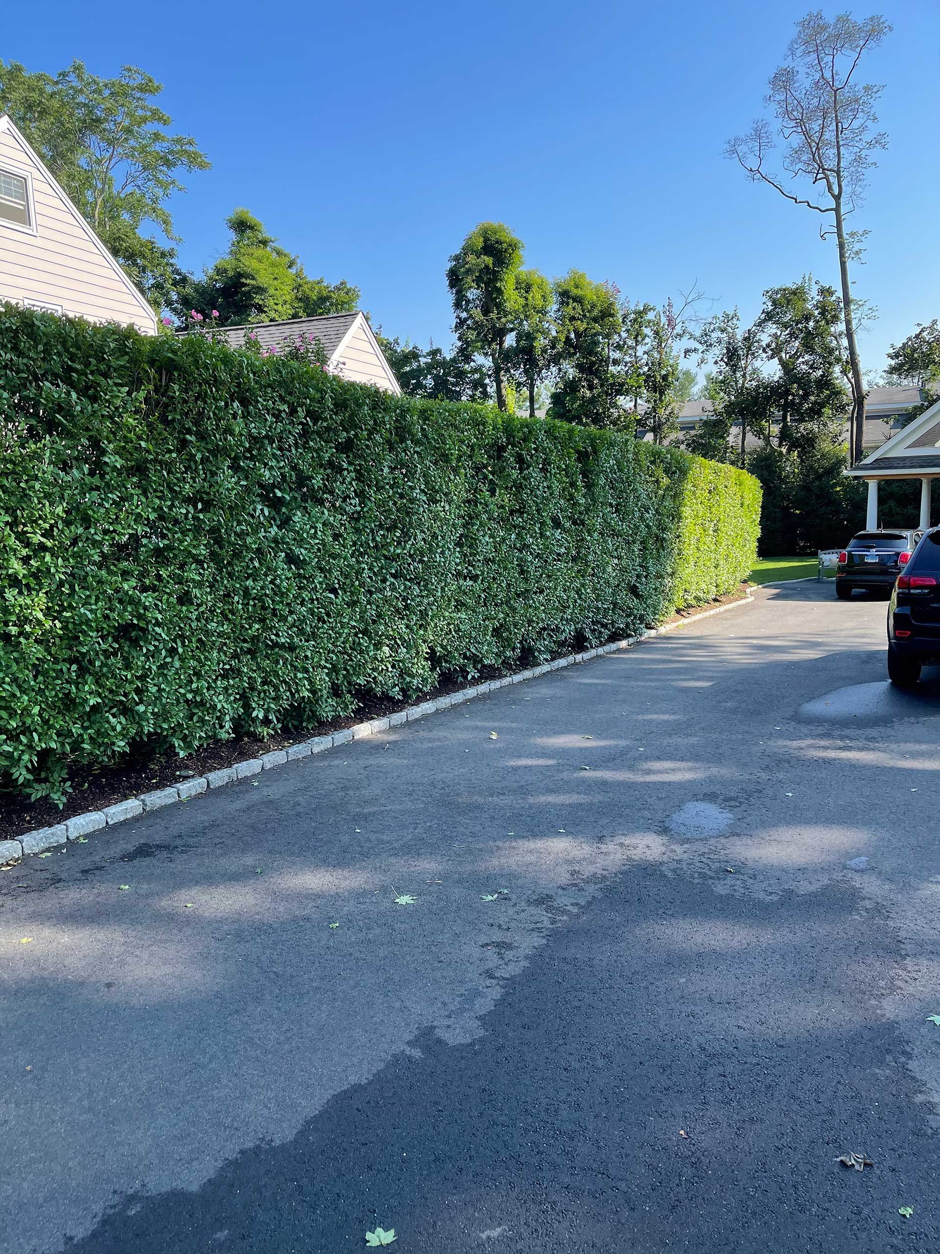 a privacy tree next to a house