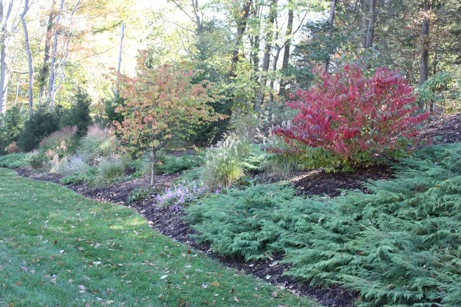 A lush green garden with trees and bushes in the background.