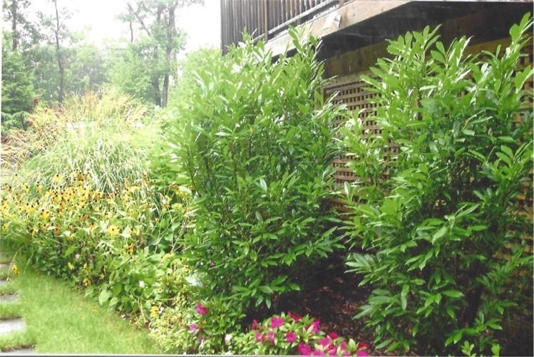 A lush green hedge with purple flowers in front of a house