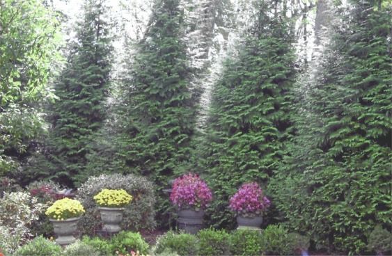 A garden filled with lots of flowers and trees.