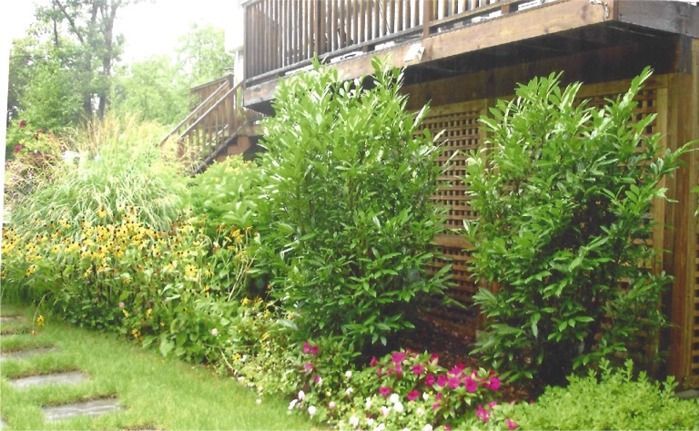 A lush green garden with flowers and bushes in front of a house