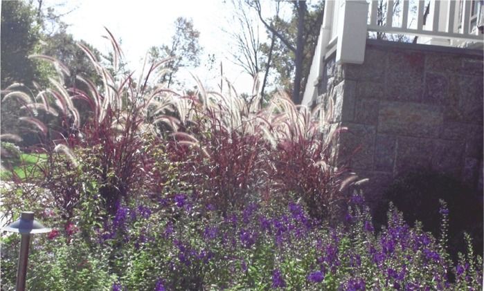 A bunch of purple flowers are growing in front of a white railing.