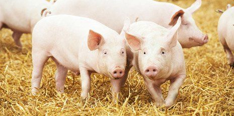 Pigs
