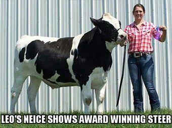 Award winning steer