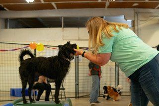 Canine Crews Events