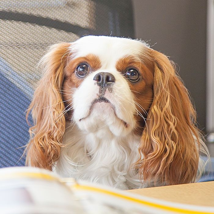 Brown-and-white Cavalier King Charles Spaniel looking up on a table indoors