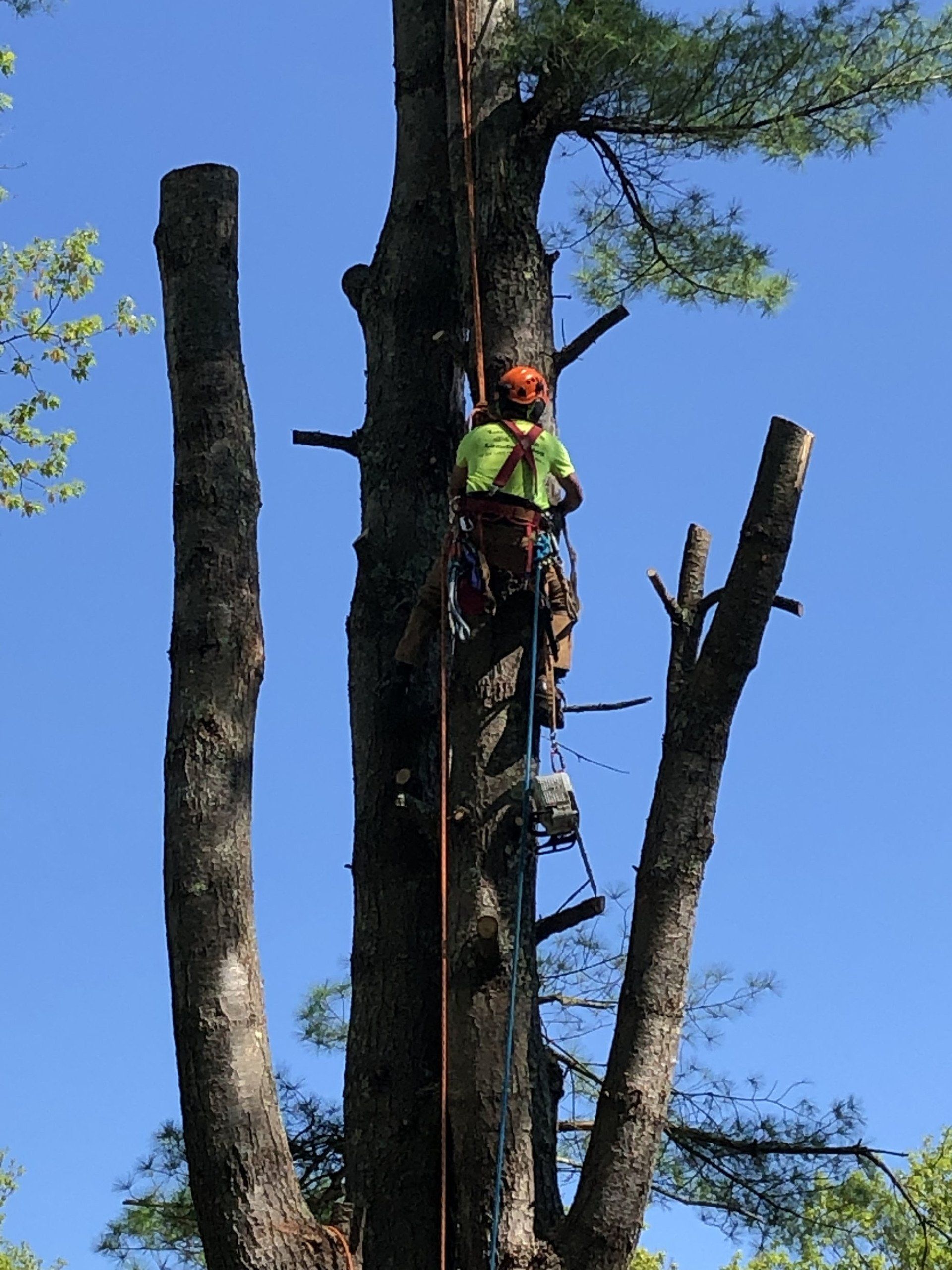 Tree removal
