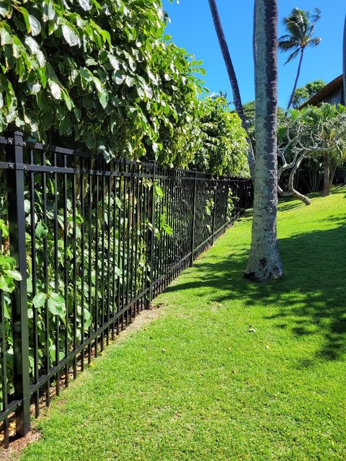 A black fence surrounds a lush green lawn with palm trees in the background.