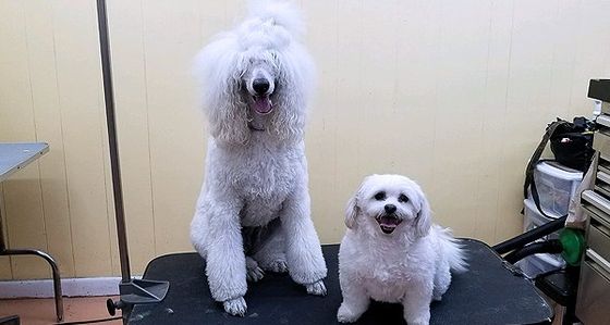 Dogs on grooming table
