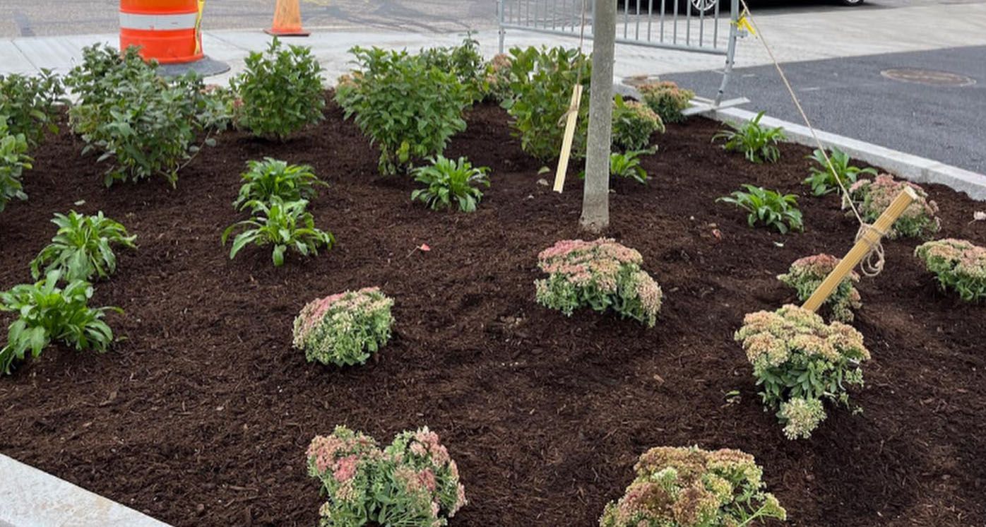 a garden with lots of plants and mulch on the side of the road