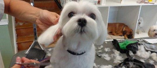 Grooming