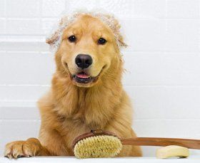 Dog, healthy, and, clean