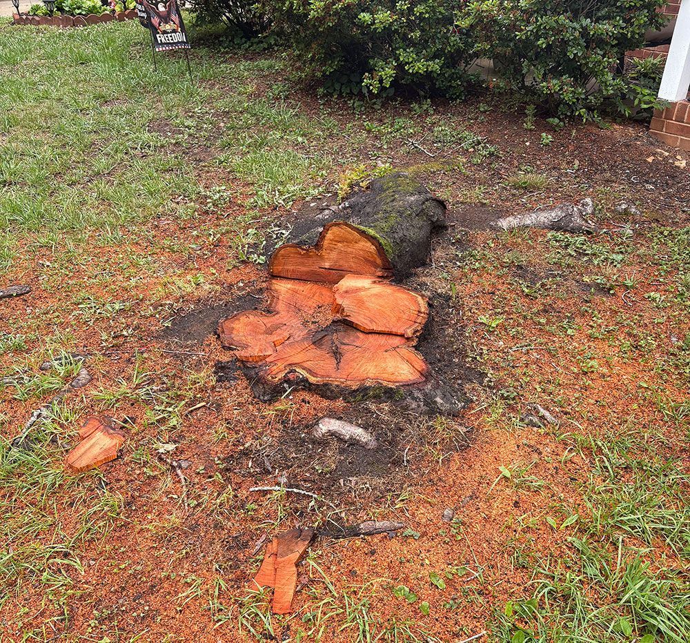 Broken orange tree stump on muddy grass near a bush in a yard
