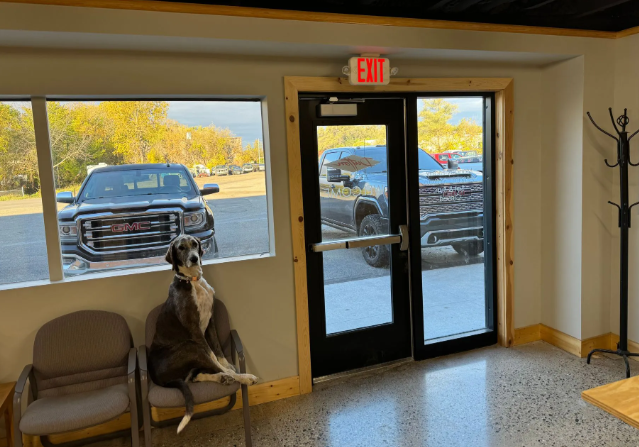 Dog sitting on a chair by a lobby window and glass doors, with vehicles visible outside.