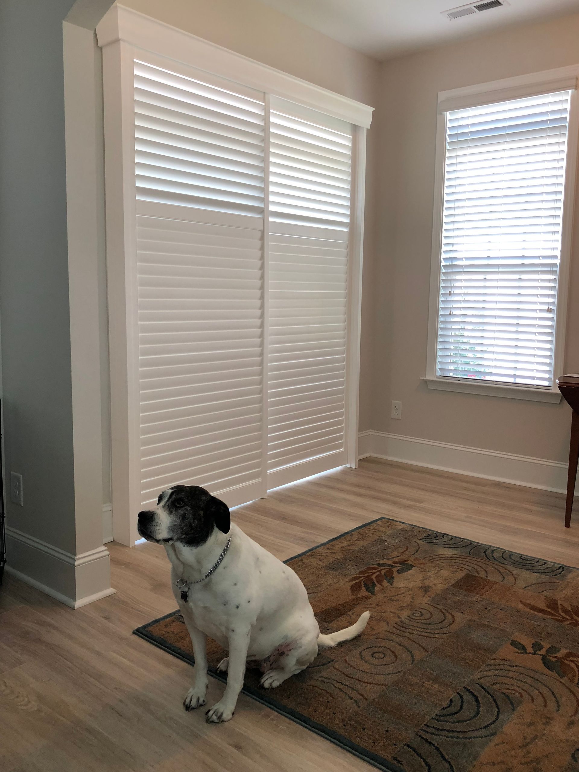 Dog sitting on a rug in a room with white blinds and a window.