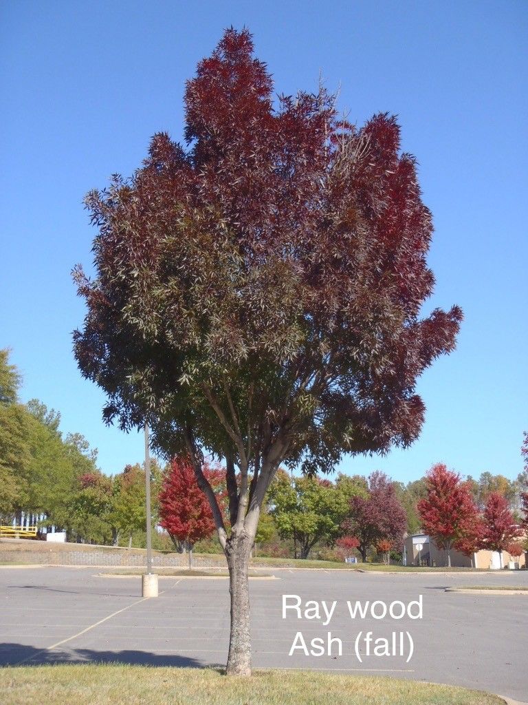 Ray Wood Ash