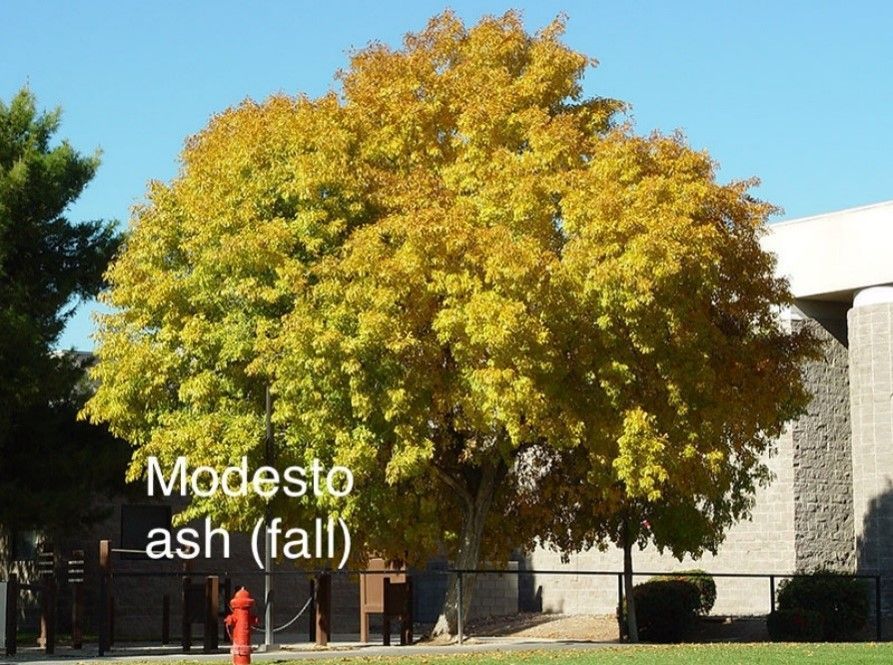 Modesto Ash