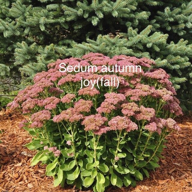 Sedum-Autumn Joy