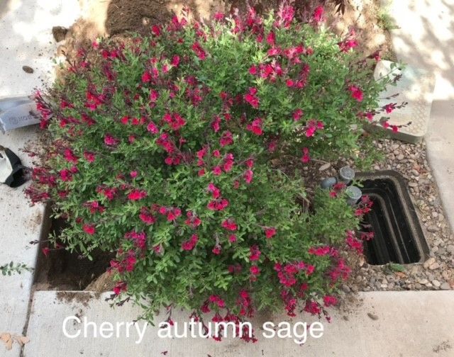 Cherry Autumn Sage