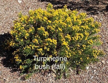 Turpentine Bush