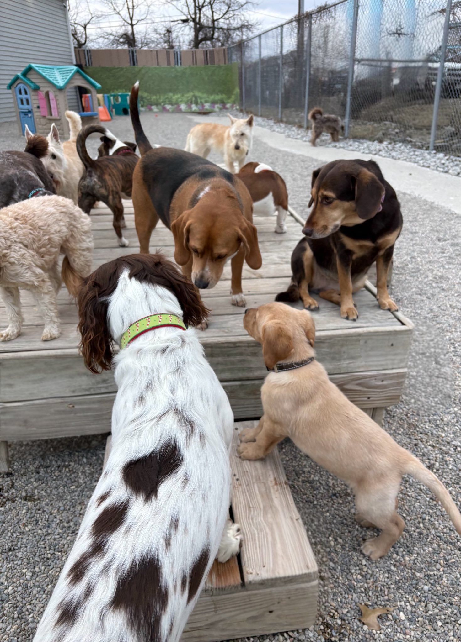 Dogs of various breeds interact on wooden platforms in a fenced outdoor area