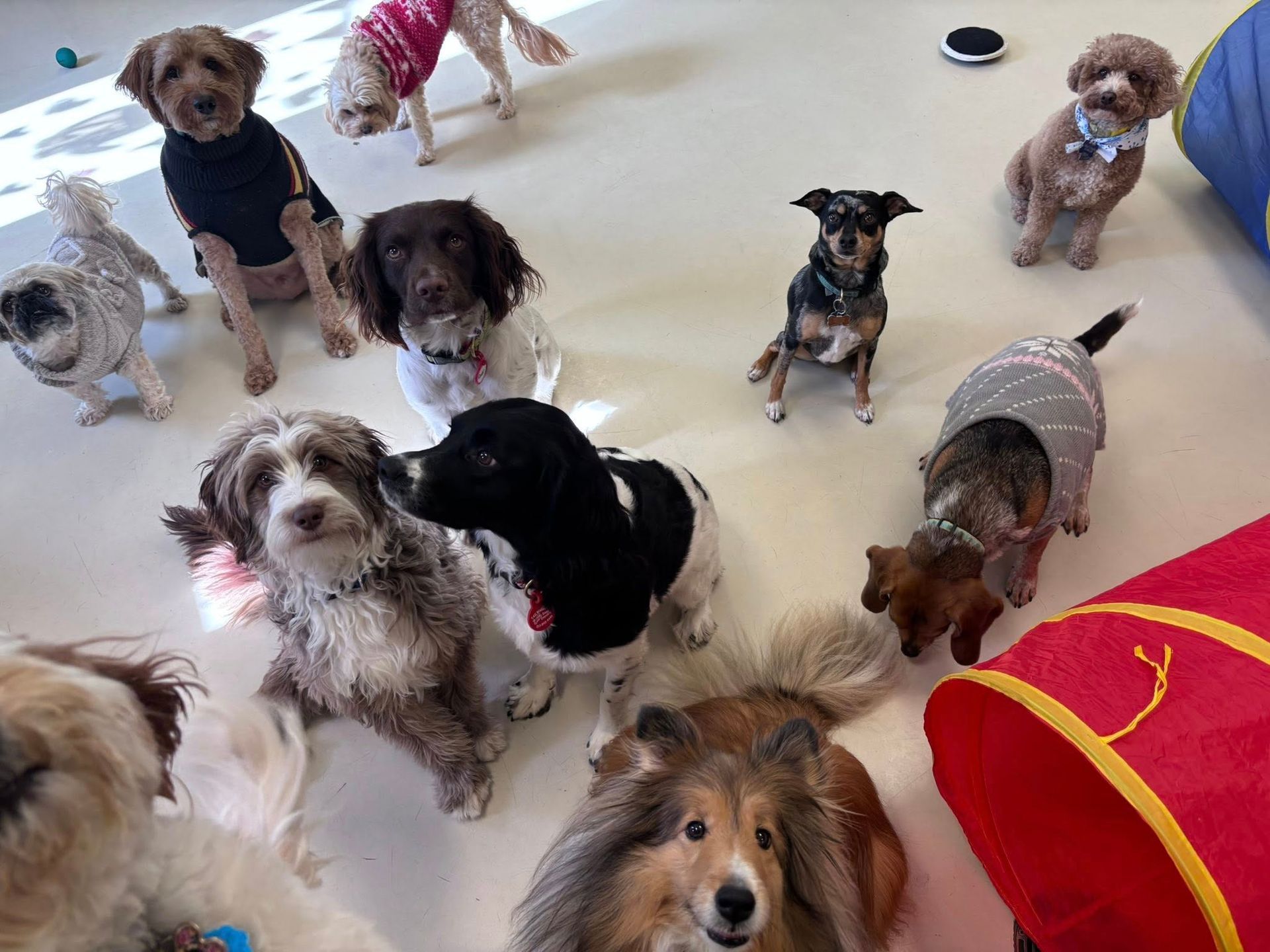 Group of dogs indoors, some wearing sweaters, looking at the camera