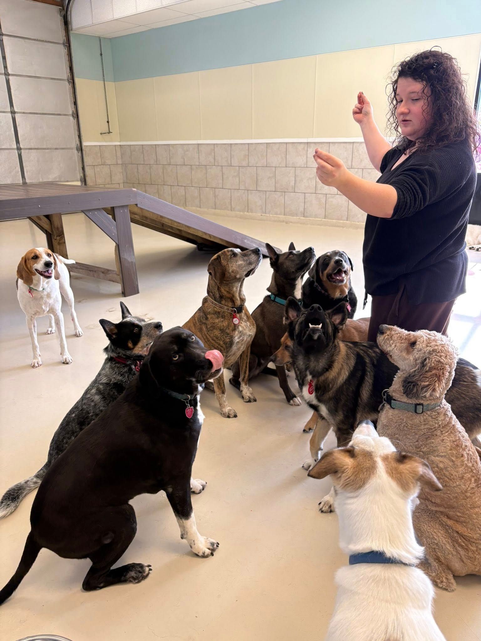 Woman with dogs, training session in an indoor play area