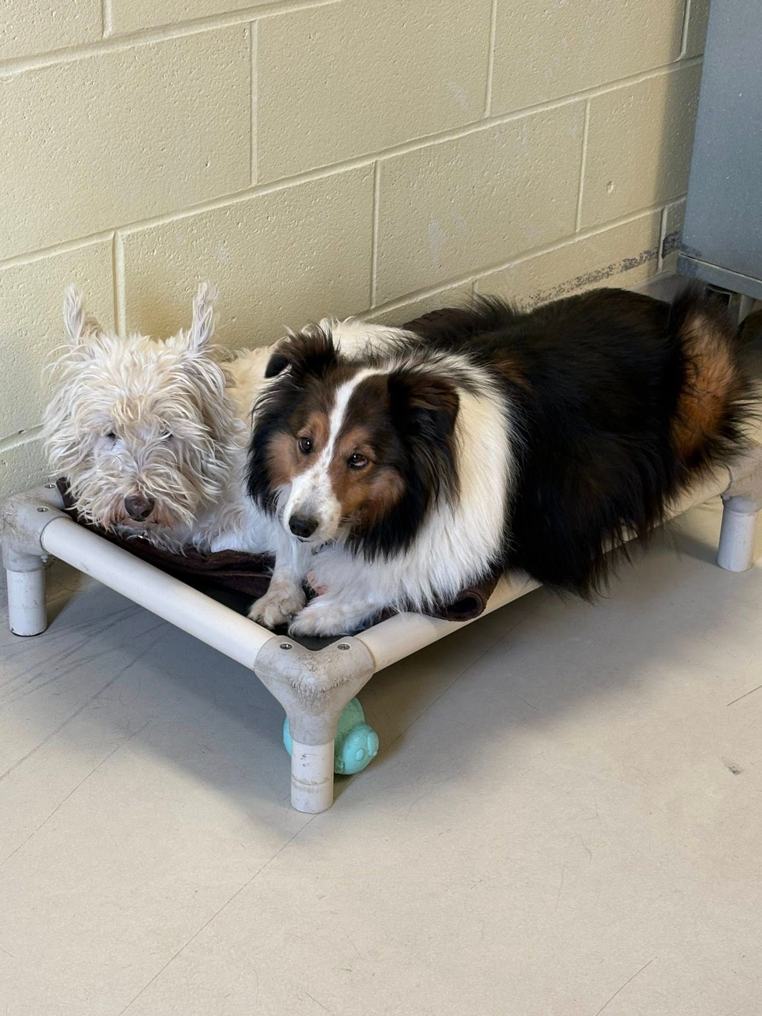 Two dogs, a white terrier and a tricolor collie, rest on a dog bed in front of a brick wall