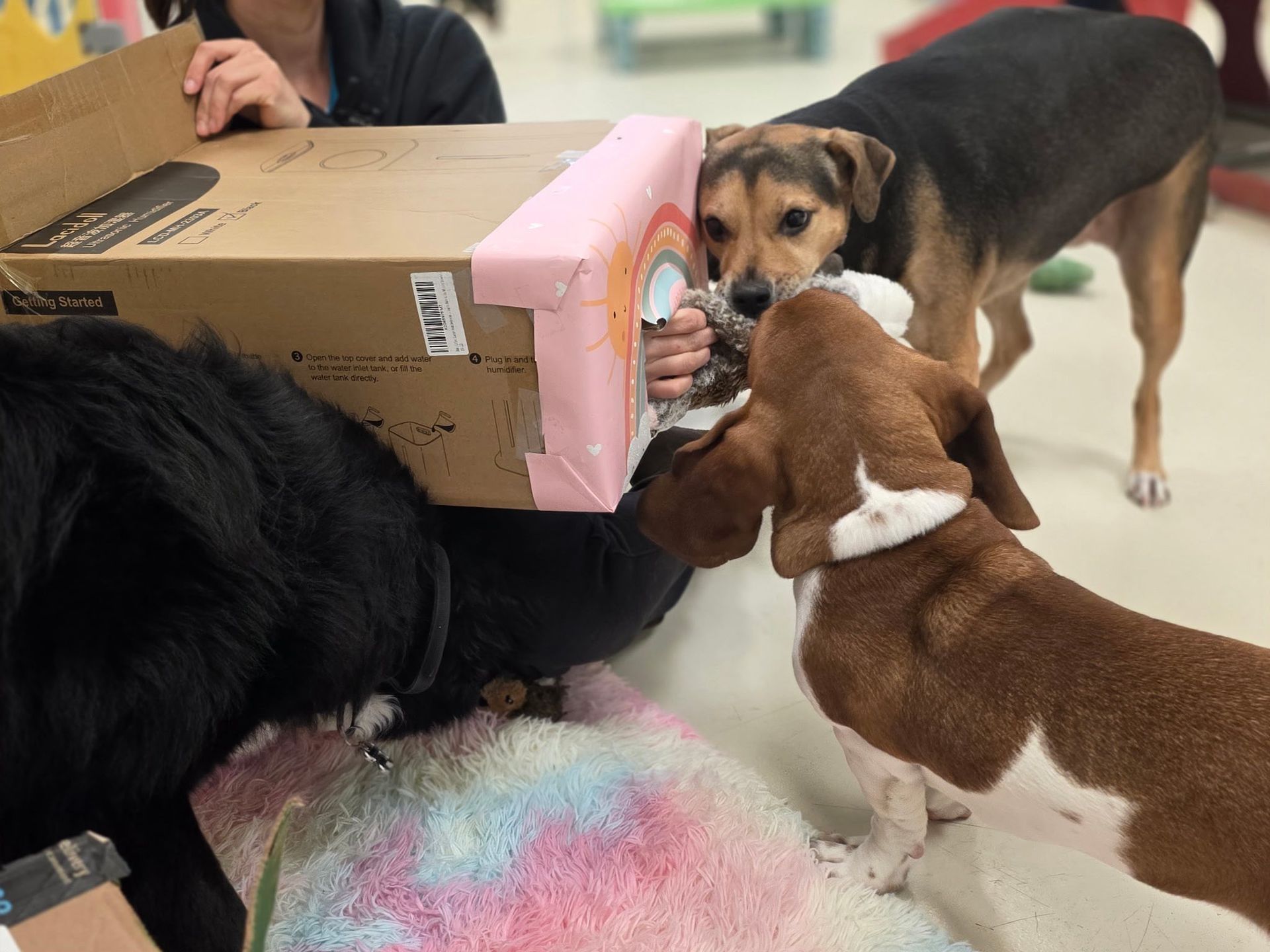 Three dogs sniffing a box held by a person