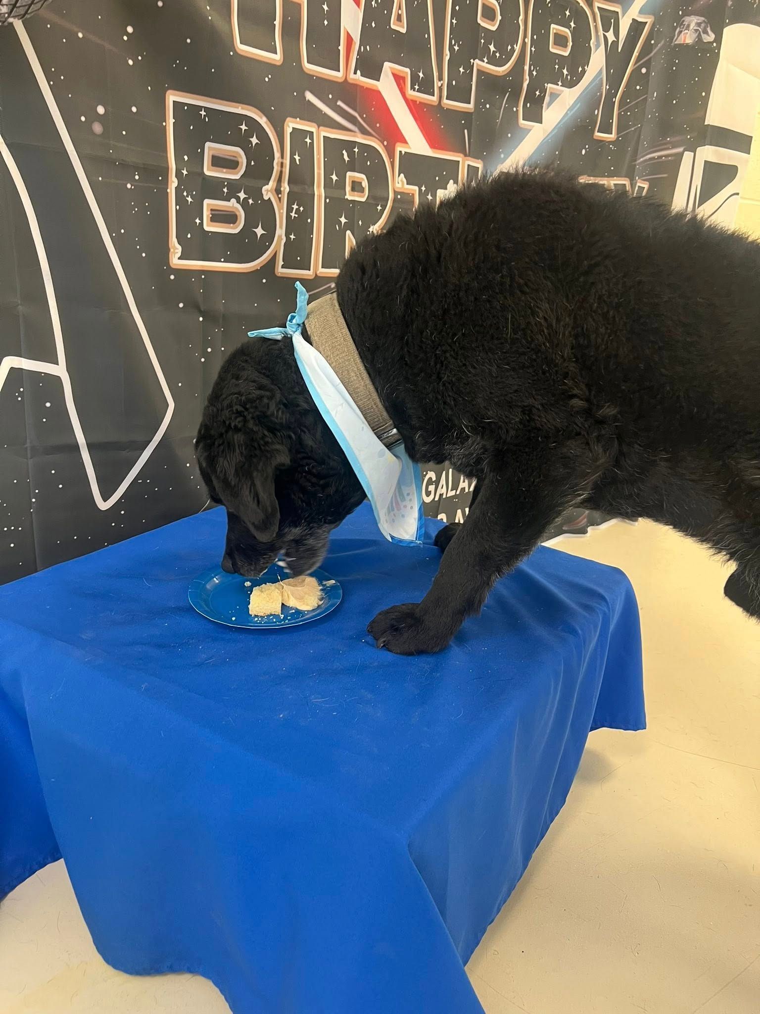 Black dog eating treats on a blue table with a Happy Birthday banner in the background