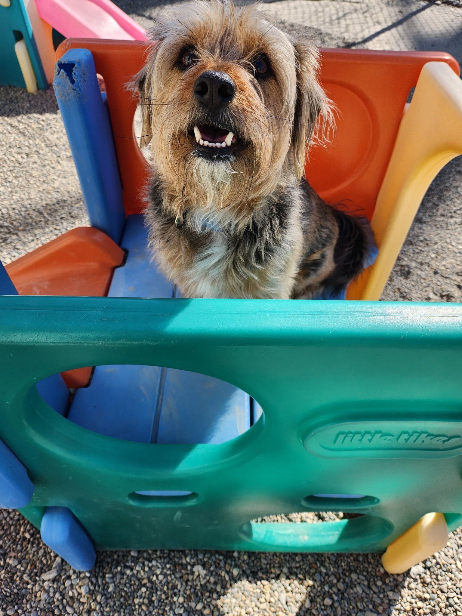 Dog sitting in a colorful plastic wagon, smiling