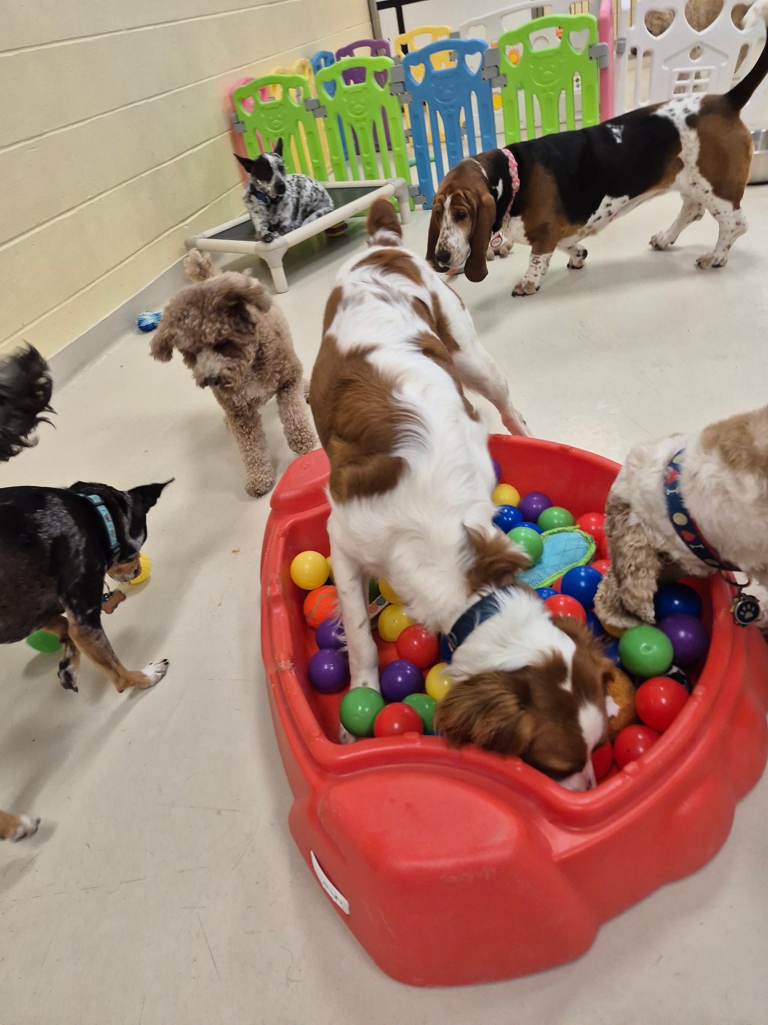 Dogs playing in a ball pit and room. One is in the pit, others look on