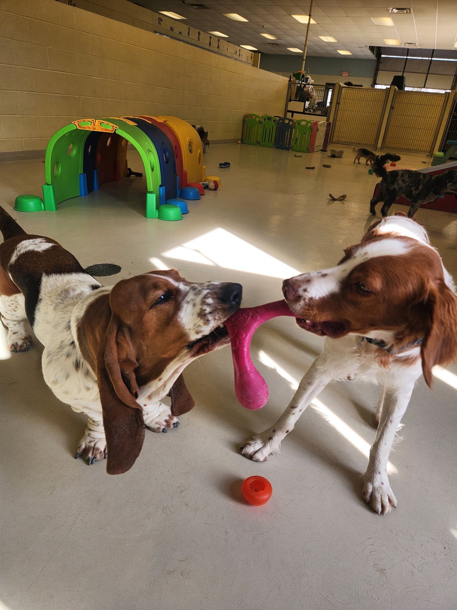 Two dogs tugging on a pink toy in a play area, one is a basset hound and the other a white and brown dog