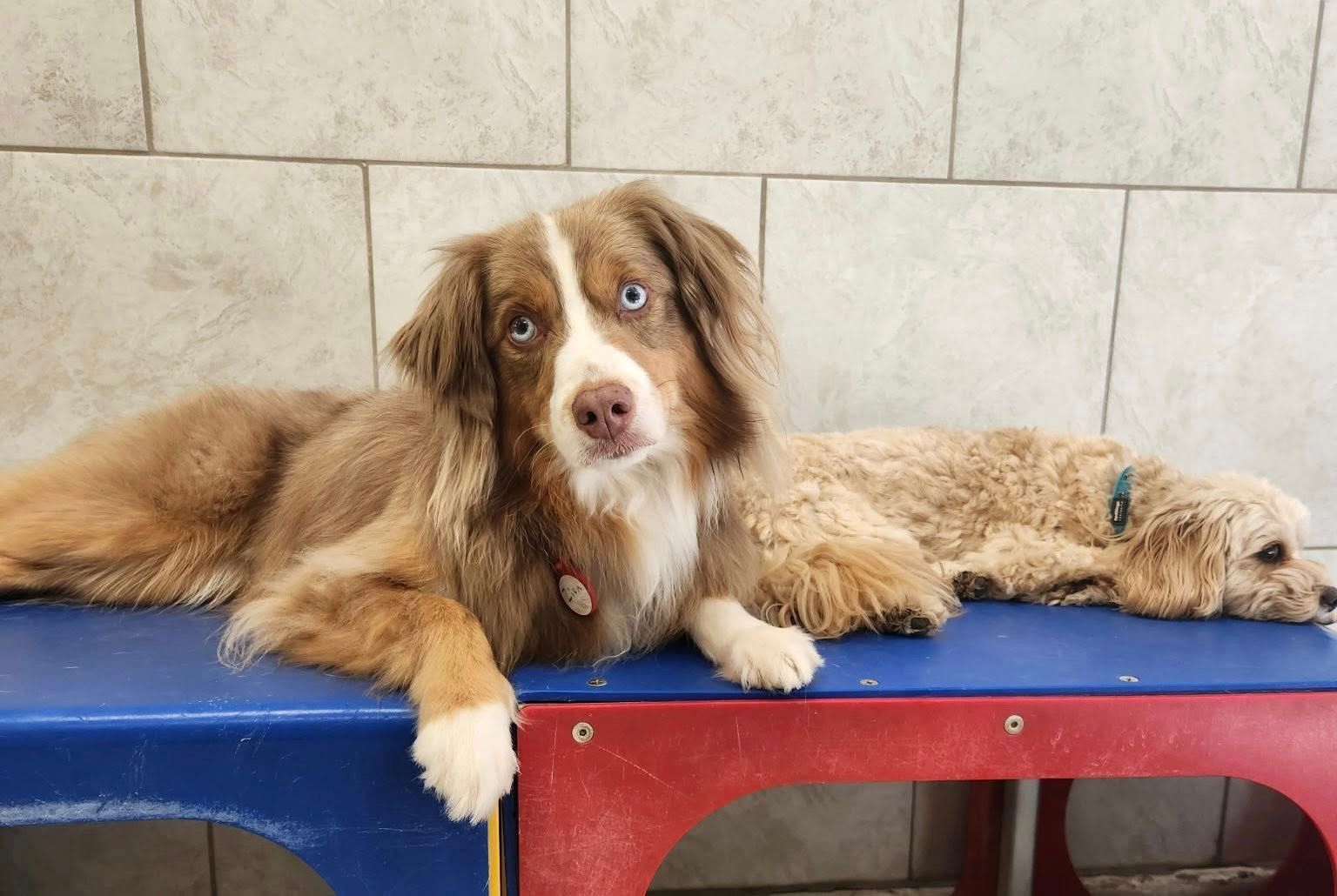A brown and white dog with blue eyes lies on a blue bench with a smaller, tan dog