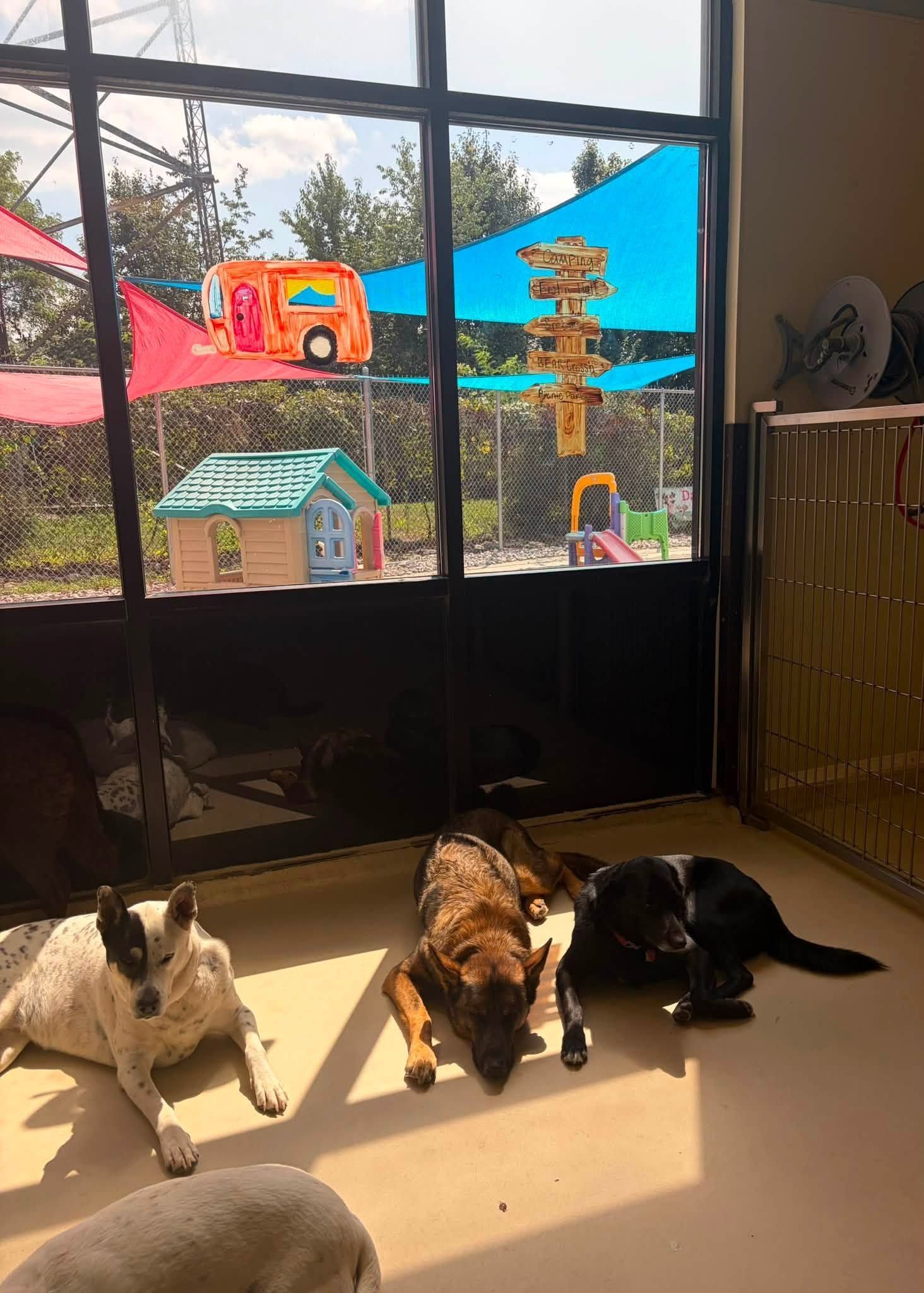 Three dogs lounging in sunlight by a window with colorful outdoor play structures outside.