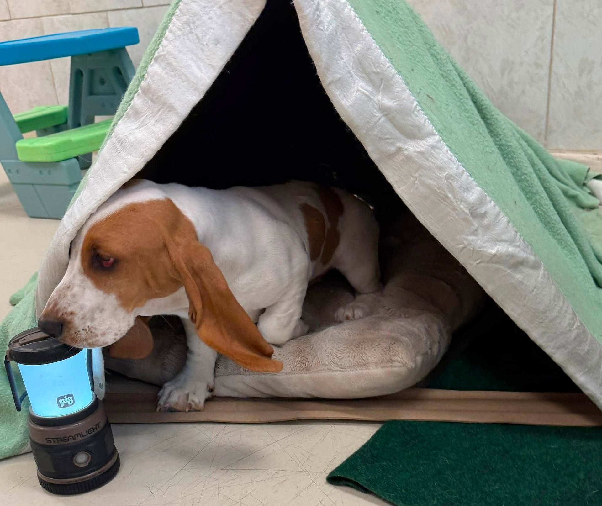 Brown-and-white dog resting in a green tent, beside a glowing lantern on the floor.