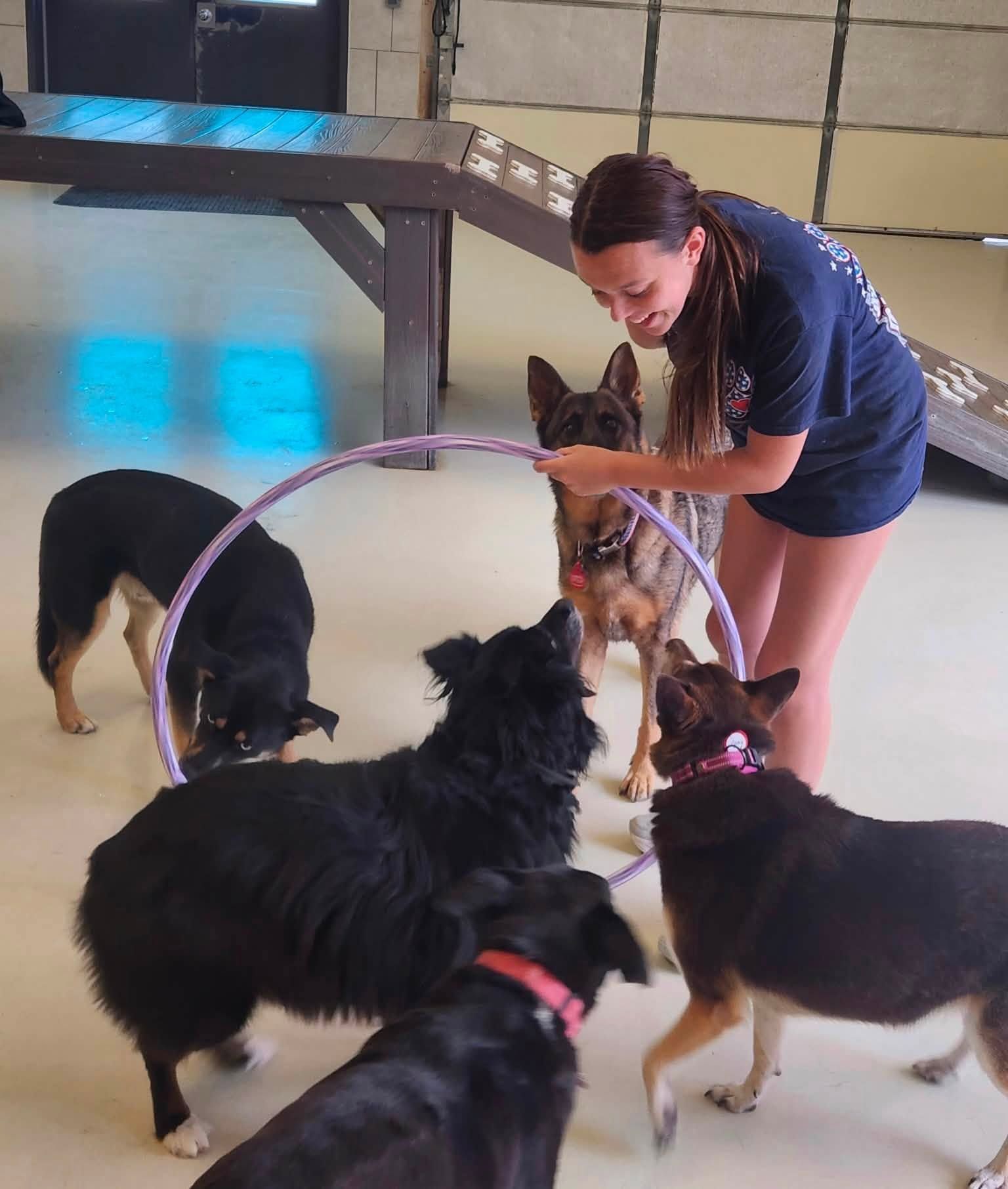 Trainer guiding several dogs through a hula hoop in an indoor training area.