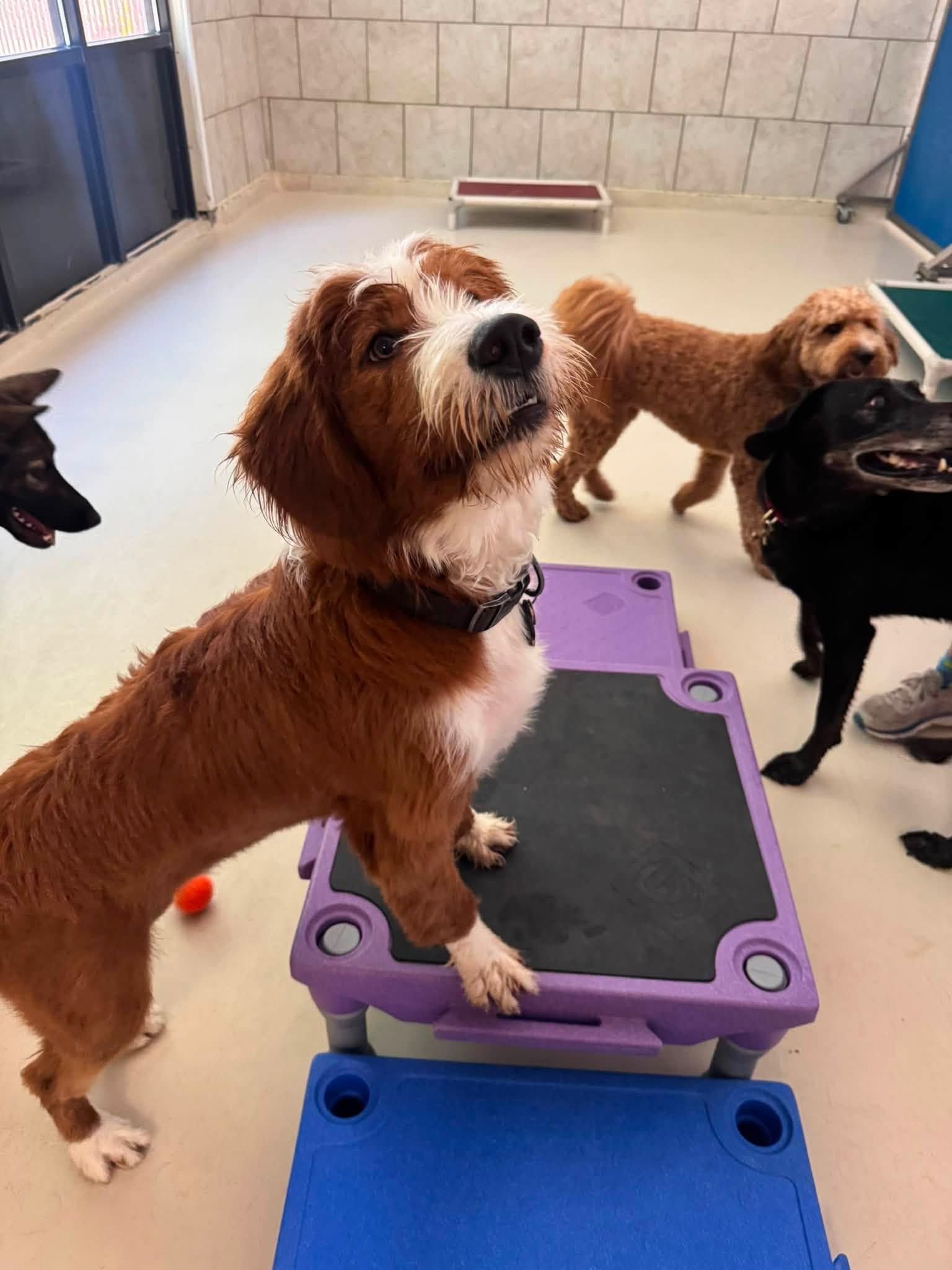 Three dogs in a training room, one brown-and-white dog standing on a purple platform.