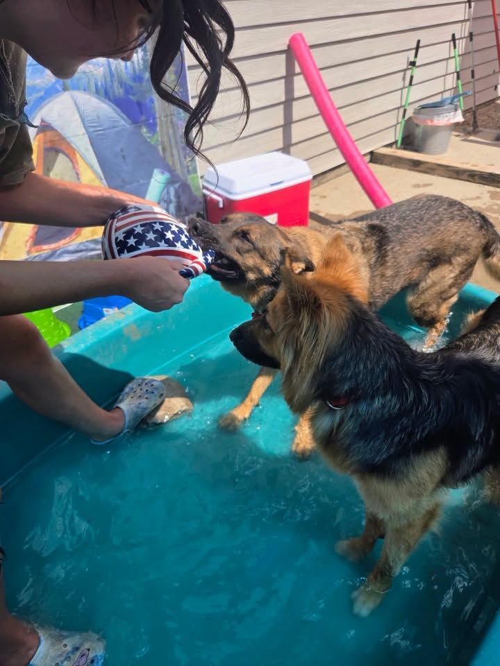 Two dogs drinking water from a person’s hand in a small pool on a sunny patio.