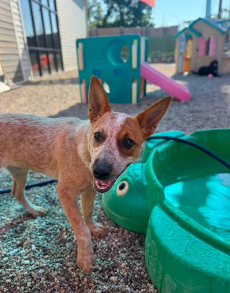 Small tan dog on pebbles beside a green toy in a playground, ears up and tongue out.