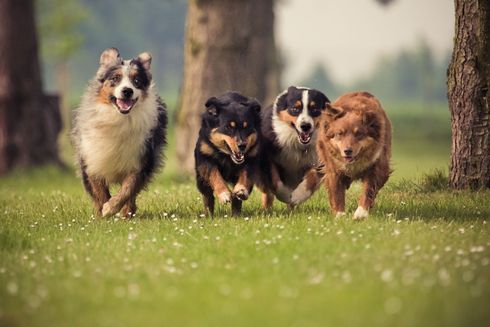 Four dogs running toward the camera on green grass near trees; varied coat colors, happy expressions.