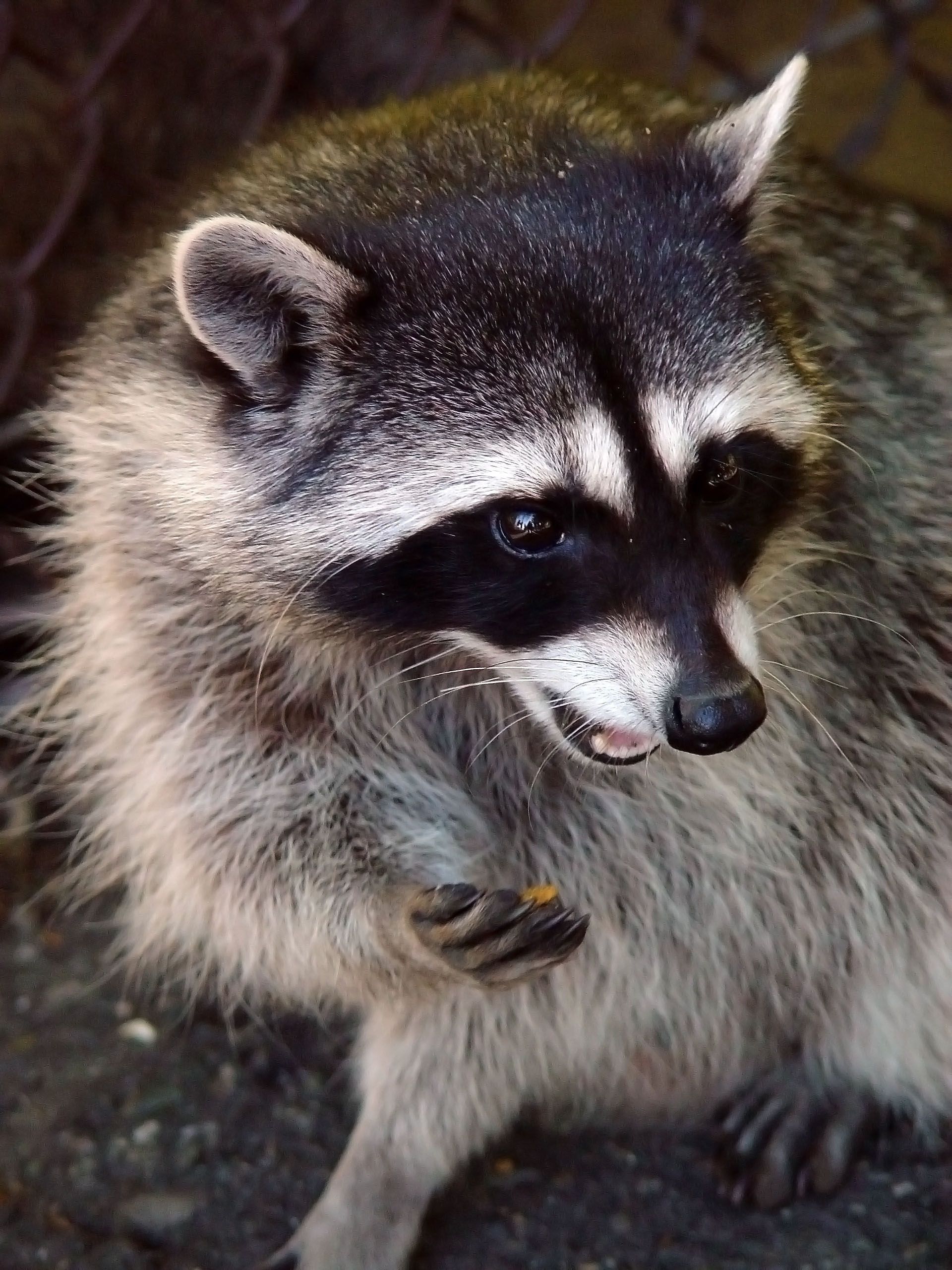 Raccoon with dark mask and fluffy gray fur looking down on a rocky surface
