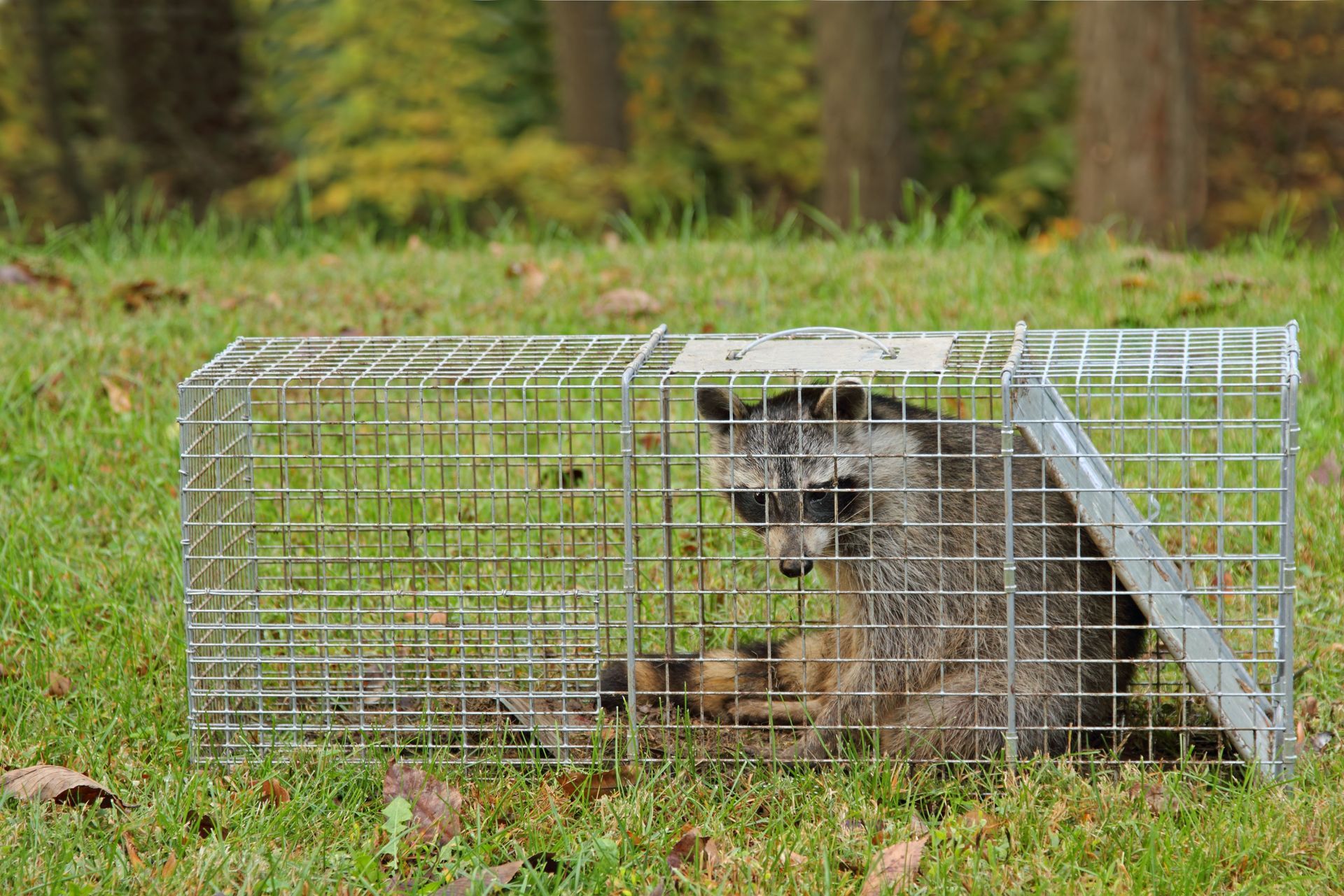 Raccoon in a wire live trap on grass in a wooded area