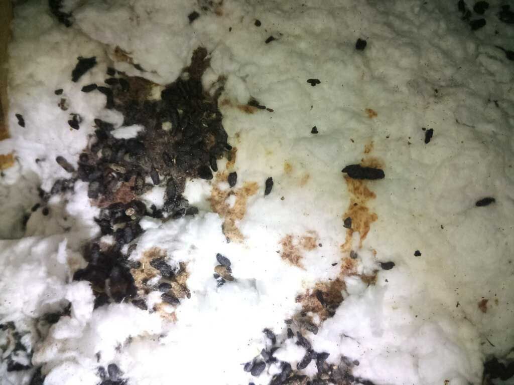 Close-up of white fluffy mold with dark debris on a surface