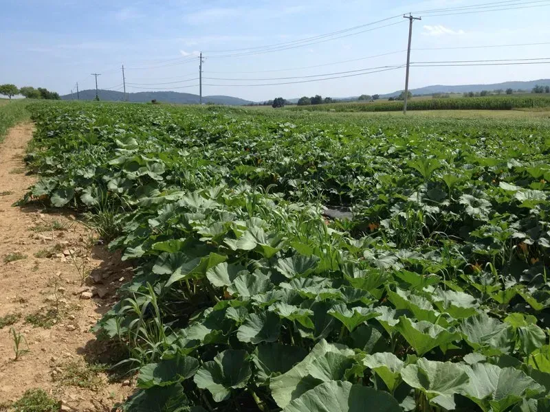 Field of green leafy plants growing in rows under a sunny sky.