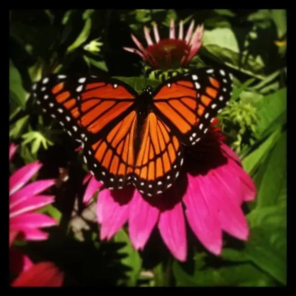 Butterfly with orange and black wings, perched on a pink flower, surrounded by green foliage.