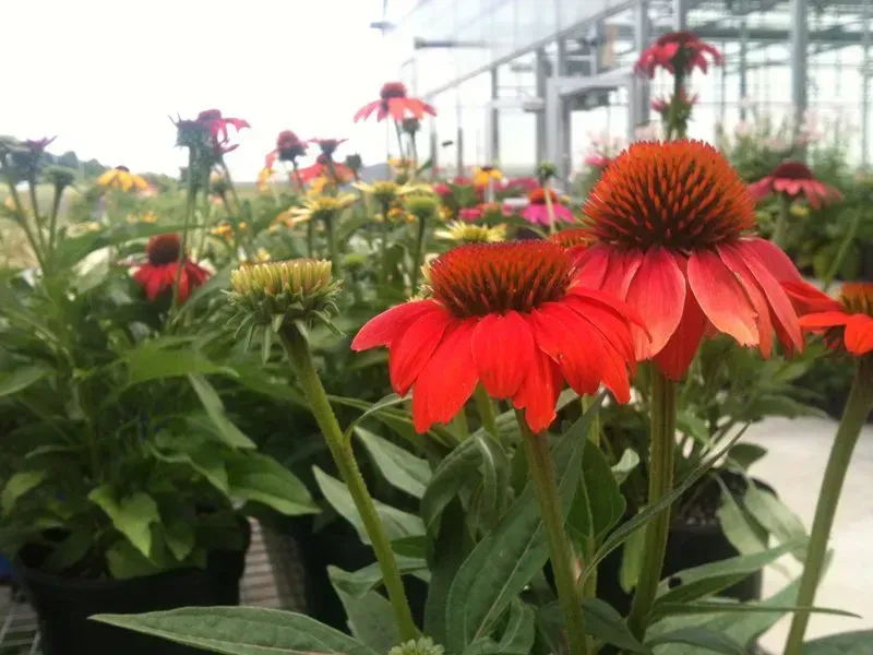 Red coneflowers in a greenhouse, with green foliage and other colorful flowers in the background.