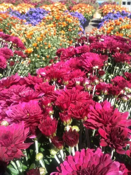 Rows of vibrant red, orange, and purple chrysanthemums in a sunny outdoor setting.