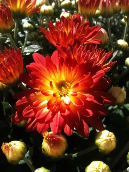 Bright red and yellow chrysanthemums with unopened buds.