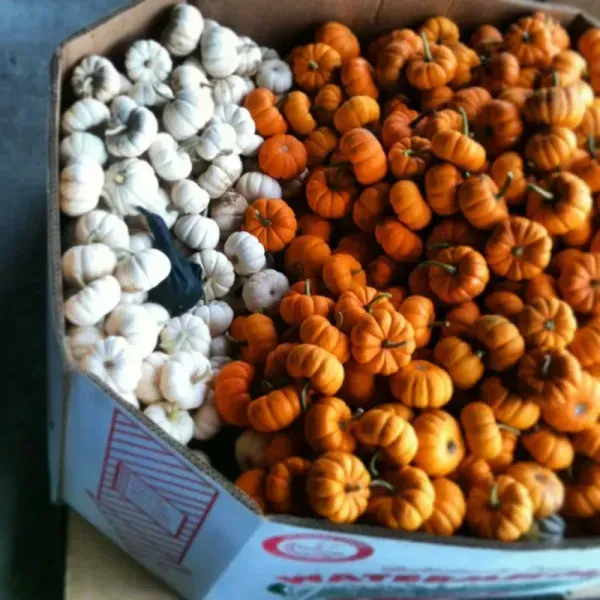 Box of white and orange mini pumpkins.